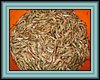 
Shrimp; Grangon vulgaris (Skarida)
 
IMG_0457.JPG